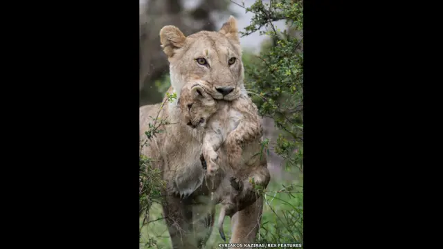 நீரில் நனைந்த தாய்ச் சிங்கமும், குட்டியும்