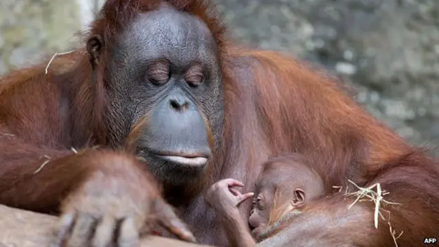 يقول انصار المحافظة على البيئة إن للفتوى تأثير معنوي قوي على مسلمي اندونيسيا