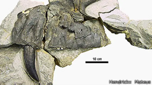Los dientes del Torovosaurio eran hojas afiladas de 10 cm. de largo que indican que era un gran depredador.