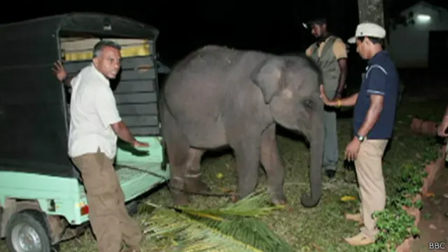 ශ්‍රී ලංකාවේ නිවසක සඟවා සිටි අලි පැටවකු මුදා ගත් අවස්ථාවක්.