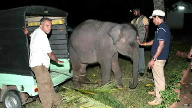 ඡායා රූ ගබඩාවෙන් - මේ වසර මුලදී අනවසරයෙන් රඳවා ගන සිටිය දී මුදා ගත් තවත් අලි පැටවෙක්. 