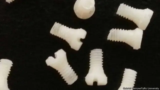 Parafusosbetdiamond cadastroseda (Gabriel Perrone/Tufts University)