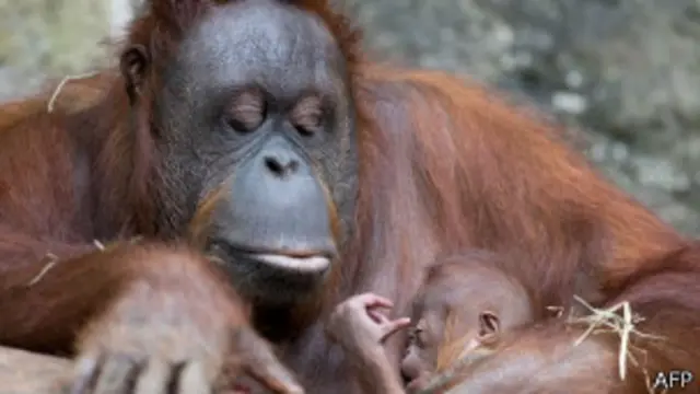 فتوے میں کہا گیا ہے معدومی کے خطرے سے دوچار جانوروں کا شکار یا تجارت اسلام میں منع اور غیر اخلاقی ہے
