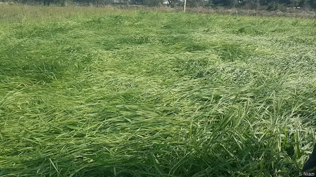 मध्य प्रदेश में फसलों को हुआ नुकसान