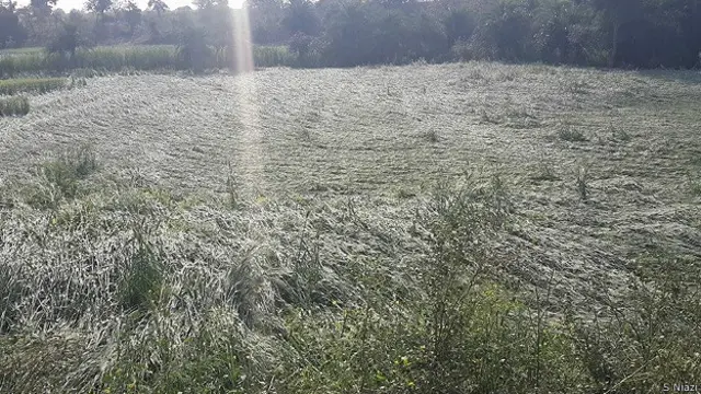 मध्य प्रदेश में फसलों को हुआ नुकसान