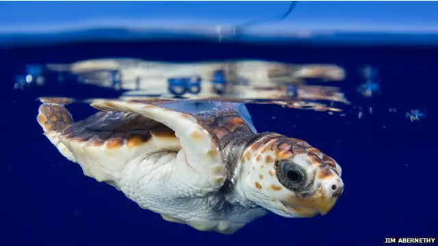 چینی حکام نے ایک چینی شہری کو گرفتار کیا جس کی نشاندہی پر دو پاکستانی شہریوں کو بھی حراست میں لیا گیا