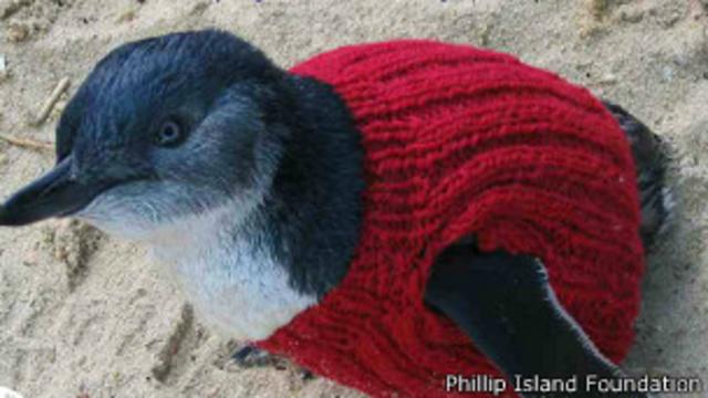 pinguino_con_sweater