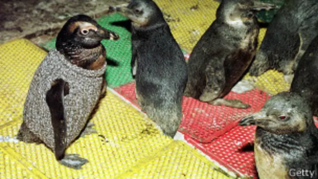 pinguino_con_sweater