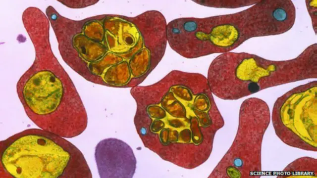 Peneliti meneliti populasi dan penyebaran penyakit di dataran tinggi