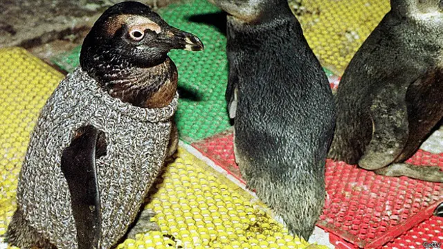 Pinguins usando agasalho (Getty)