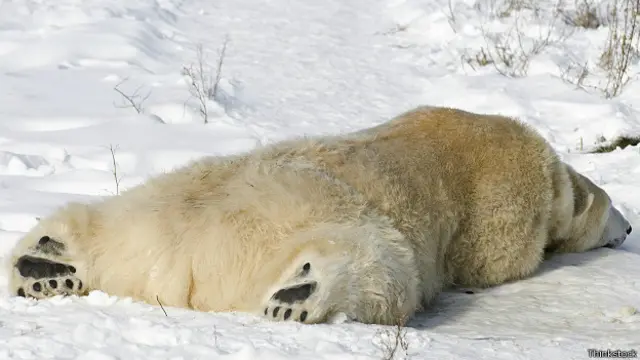 Oso Polar