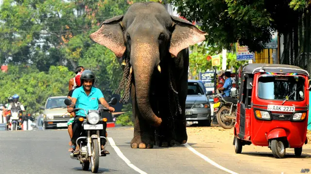 श्रीलंका, हाथी