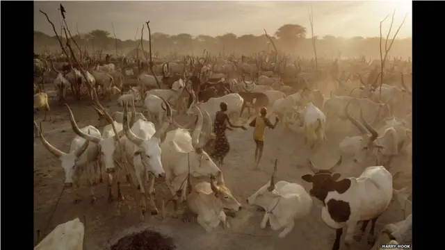 قطيع من الماشية