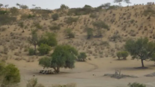 ہلاک ہونے والے تھر میں ہرن کا شکار کرنے گئے تھے