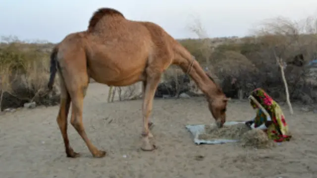 اس سال قحط سالی کی وجہ سے مال مویشیوں کو سخت نقصان پہنچا ہے