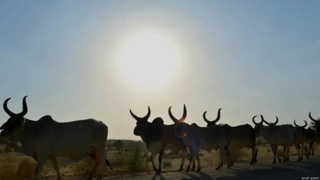  سندھ میں گوشت، دودھ اور چمڑے کی صنعت کا ستر فیصد تھر کے مویشیوں سے پورا ہوتا ہے۔