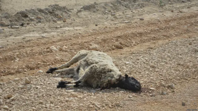 رقبے کے لحاظ سے دنیا کا ساتواں بڑا صحرا ان دنوں قحط سالی کا شکار ہے، جس کا پہلا شکار جانور بنے۔