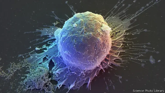 Playboy Playmate video taqvimi Pamela Anderson 2001 yil