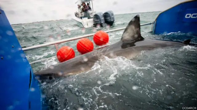 Tiburón Lydia en la plataforma de Ocearch