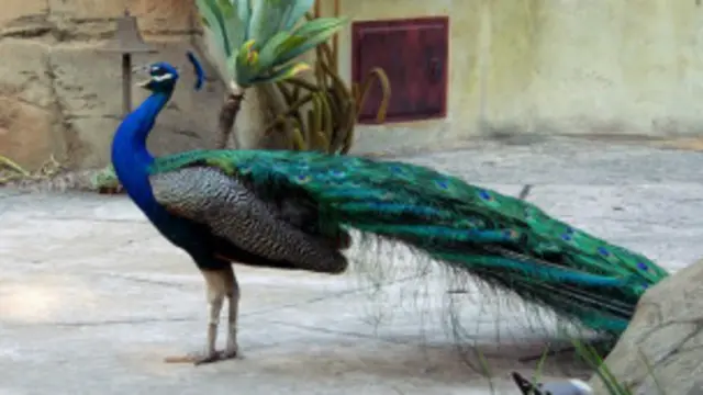 مور مورنیوں کو متوجہ کرنے کے لیے جنسی عمل سے جڑی آوازیں نکالتے ہیں