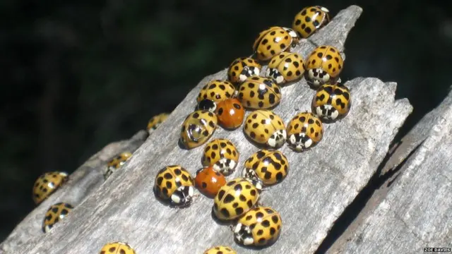 लाल, पीली, काली चित्तियों वाले कीट