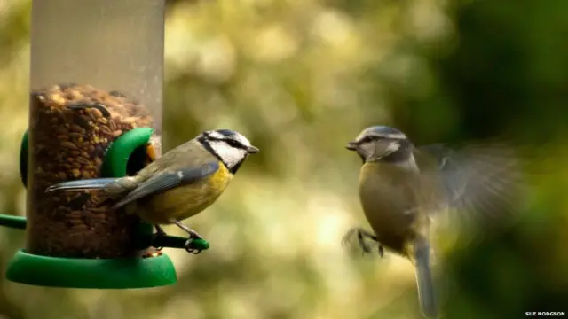 चिड़िया