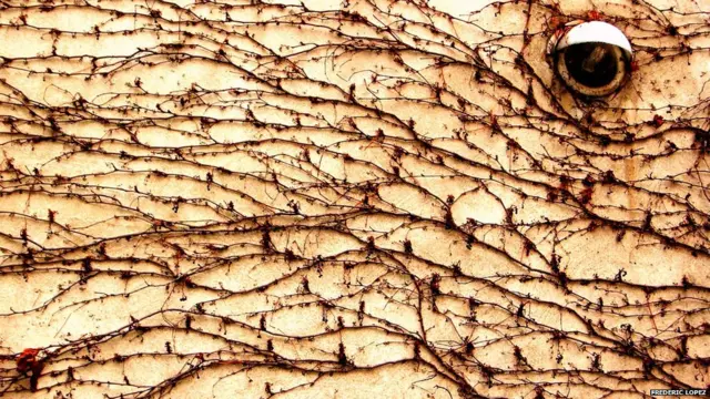 कुदरत अपना अधिकार फिर से जता रही है.