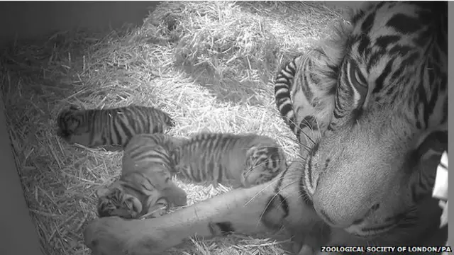 Bayi harimau dilahirkan dini hari dan keluar satu per satu berselang satu jam. 