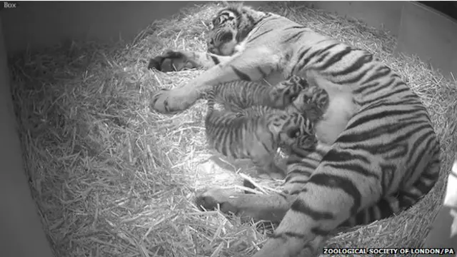 Tiga anak harimau ini dilahirkan pada awal Februari.