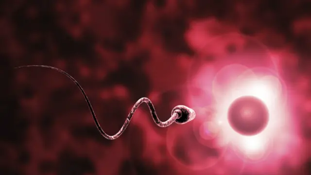 एग, स्पर्म