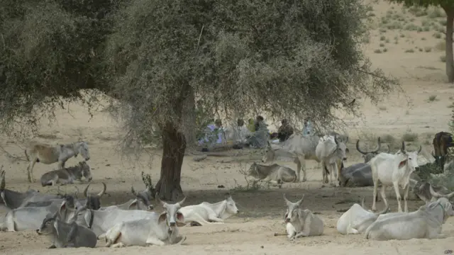تھر میں خشک سالی سے سب سے زیادہ مال مویشی متاثر ہوئے اور ان کی بڑی تعداد میں ہلاکتیں ہوئیں۔