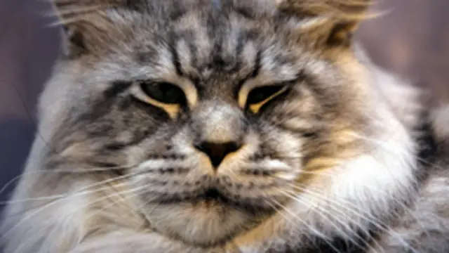 طبخت القط عقابا له