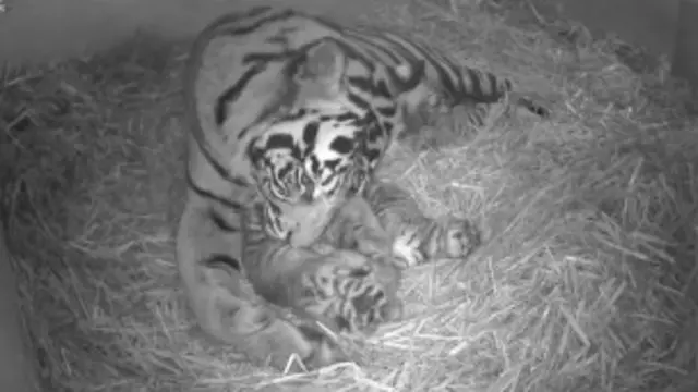 Tigre da Sumatra (BBC)