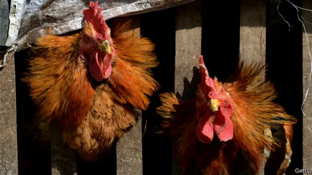 澳門從中國大陸進口的活禽中發現H7型禽流感後，已經撲殺了7500隻活雞。