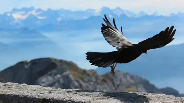 Helin Koç: Özgürlüğü ufka ve kuşların kanadına yazmak ...
