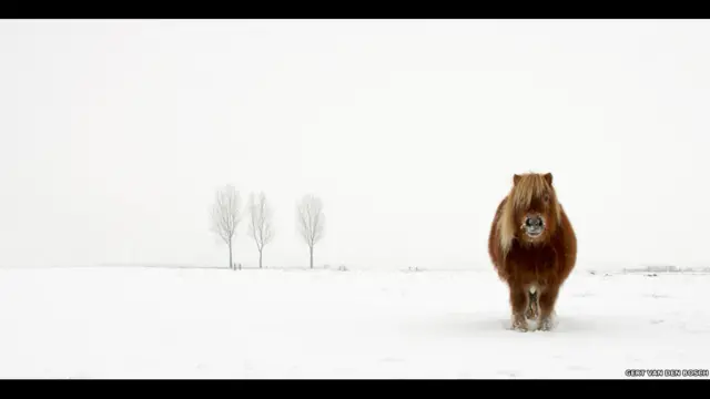 नीदरलैंड के गर्ट वैन डेन बॉश की तस्वीर 'दी कोल्ड पोनी', ओपेन और यूथ कैटगरी के इस साल के विजेता, सोनी वर्ल्ड फ़ोटोग्राफ़ी अवार्ड्स 2014