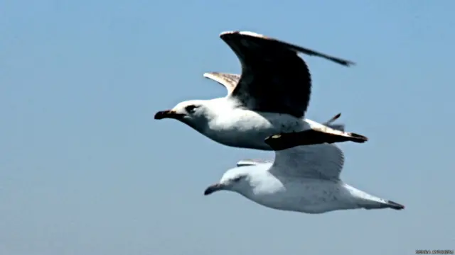 Okurumuz Semra Aydoğdu için özgürlük bu martıların kanadında.