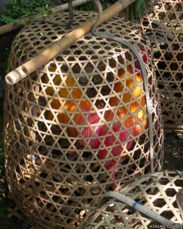 Atakan Turhan: Hiç özgürlüğü tatmadan ölecek olan doğuş horozu. Boyanmış ve daha agresif olması için küçük bir sepette hapsedilmiş.