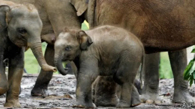 Bayi gajah, AFP