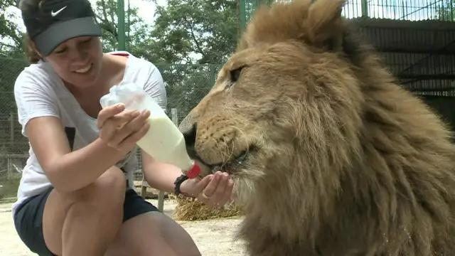 متحدہ عرب امارات میں امرا کے شیر، چیتے اور تیندوے پالنے کا رواج ہے