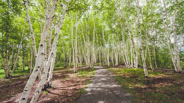 Andrew Knapp viaja com border collie e tem mais de 140 mil seguidores no Instagram
