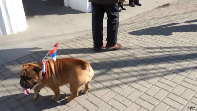 Севастопольский бульдог