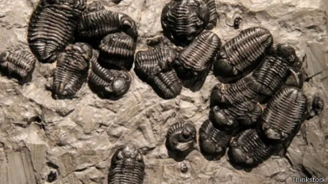 Fósiles de trilobites