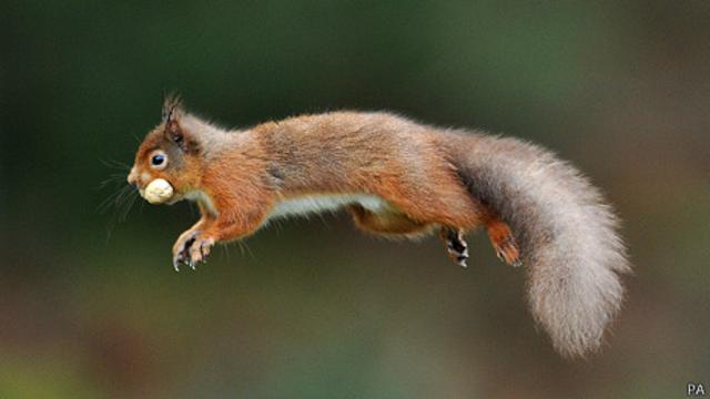 Las ardillas son animales muy inteligentes. Foto: BBC   