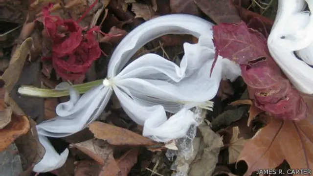 Flor de escarcha de James R. Carter