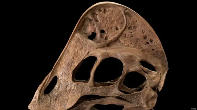 डायनासोर की नई प्रजाति