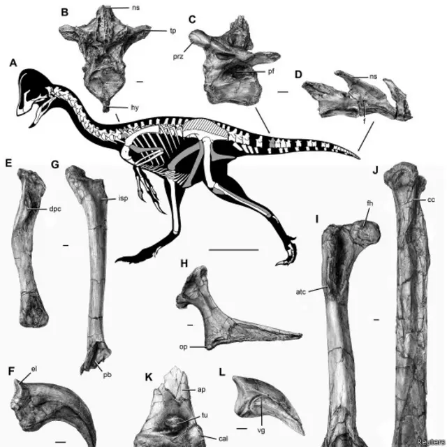 डायनासोर की नई प्रजाति