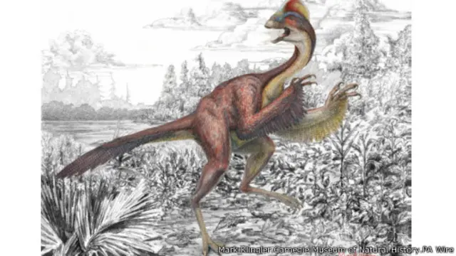 آنزو وایلی ۶۸ تا ۶۶ میلیون سال پیش، همزمان با دایناسور معروف، تی‌رکس زندگی می‌کرده است 