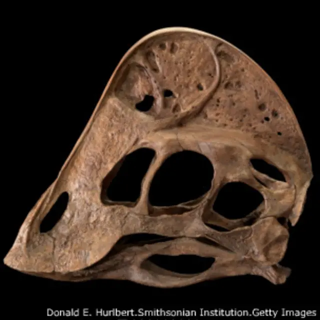 جمجمه بازسازی شده آنزو وایلی