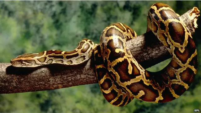 बर्मा का अजगर